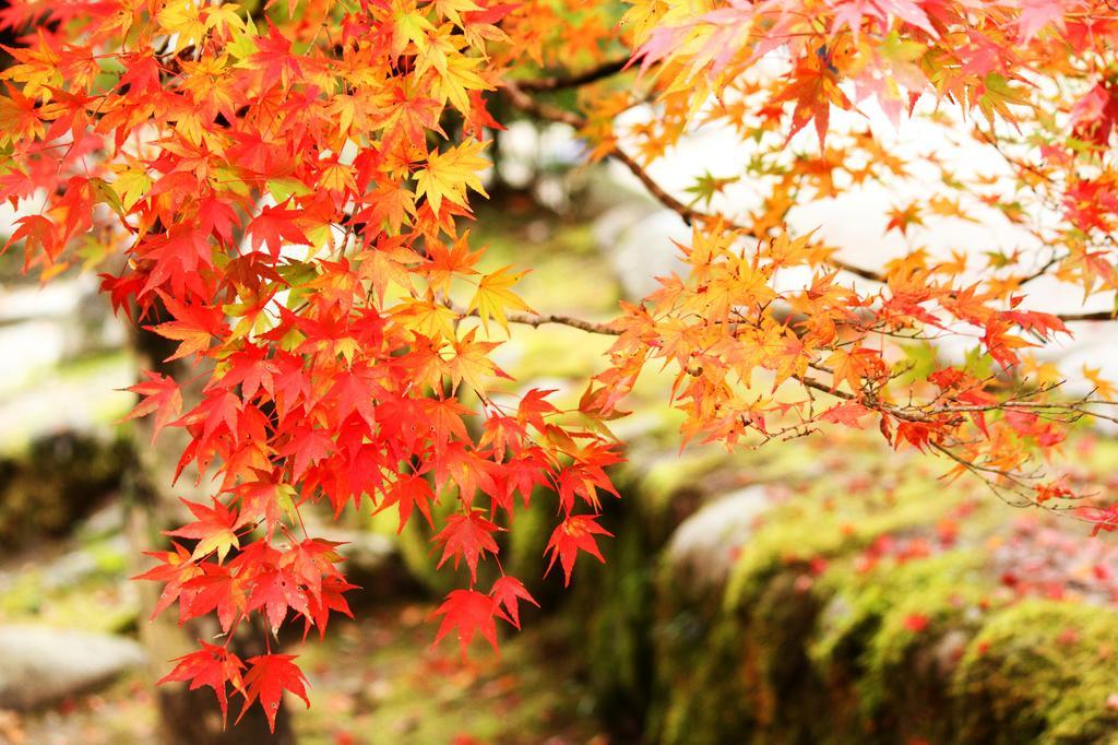 Yutorelo-An Annex Hakone Exterior photo